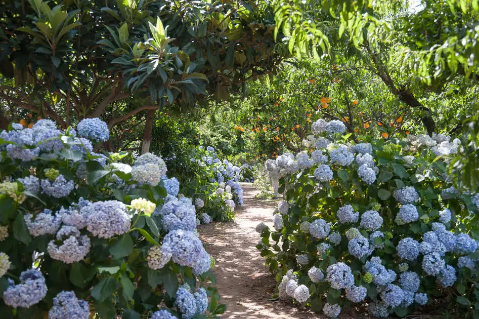 blooming-hydragena-flowers-at-the-botanical-gardens-of-crete-holidays-for-singles-at-mistral-hotel