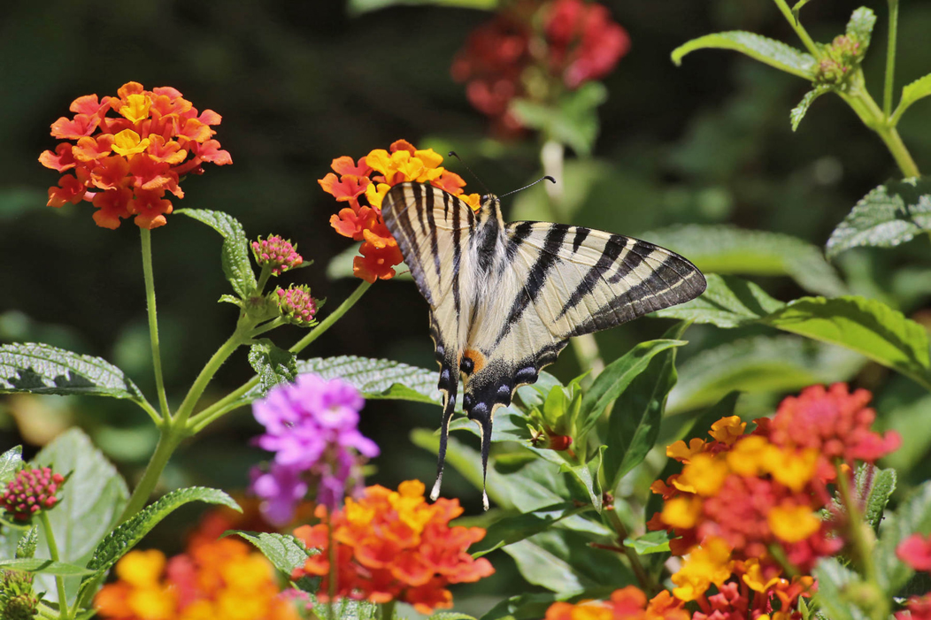 Botanical Park