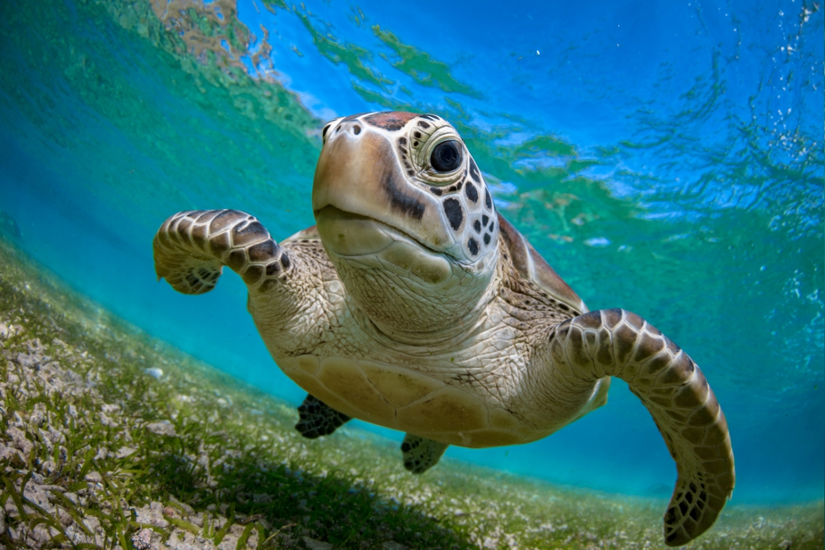 caretta-caretta-protected-turtoise-at-balos-lagoon-snorkeling-for-single-holidays-at-mistral-hotel-crete-greece