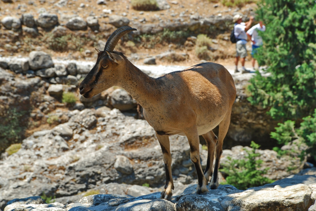 kri-kri-wild-goat-view-walking-holidays-in-crete-at-mistral-hotel-singles-vacations