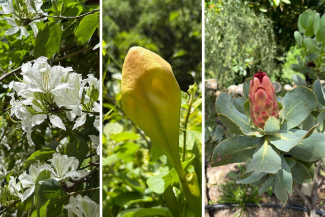 walking-week-solo-holidays-singles-in-crete-may-october-mediterranean-island-greek-find-new-friends-walk-climate-sea-active-holidays-over-40-50-spring-flowers