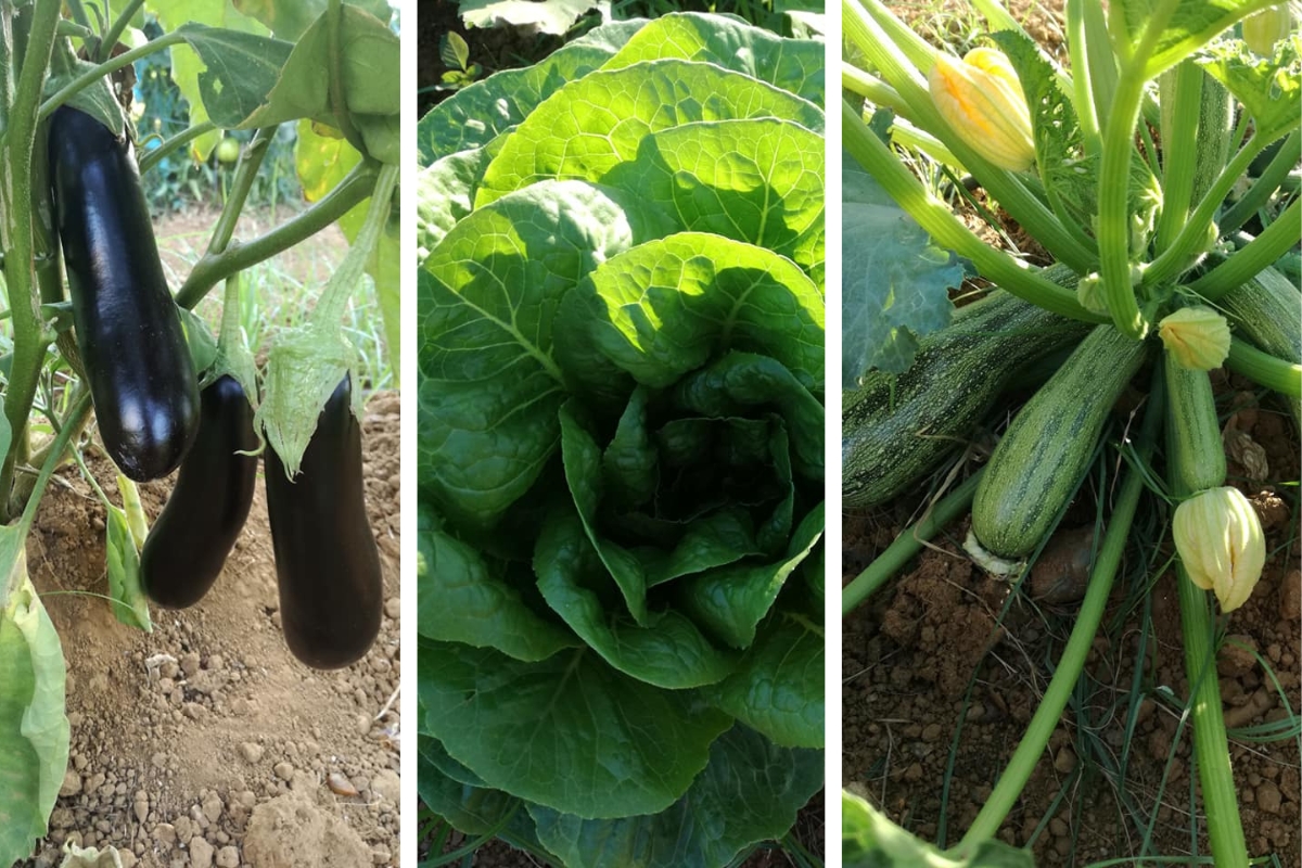 vegetable-garden-at-the-mistral-hotel-solo-holidays-in-crete-greece