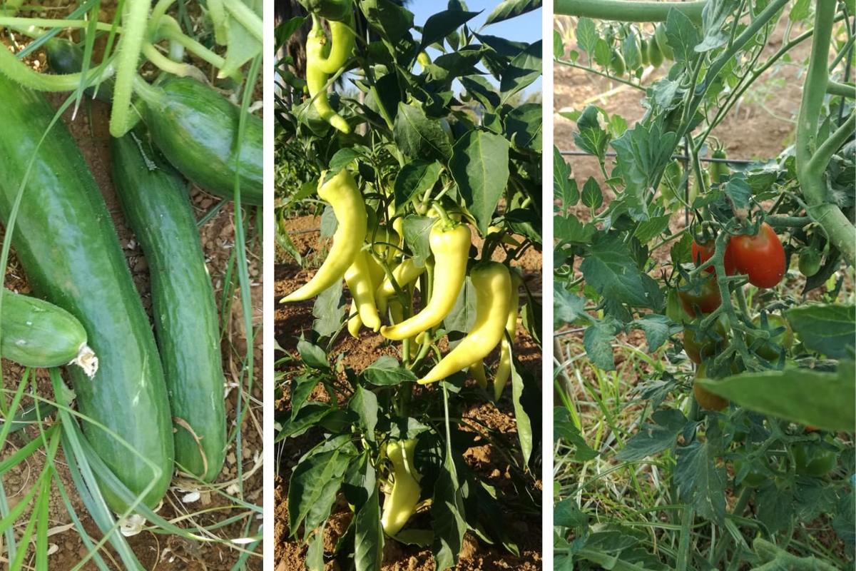 cucumber-tomatoes-peppers-garden-at-the-mistral-hotel-for-singles-travellers-crete-greece