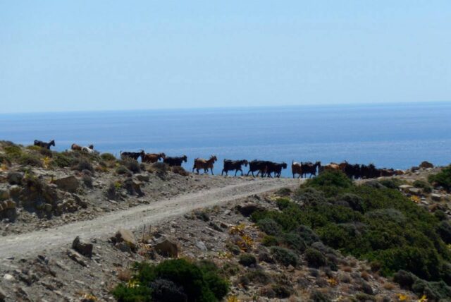 wild-goats-crete-walking-hiking-holidays-for-solo-travellers-at-mistral-hotel-singles-vacations