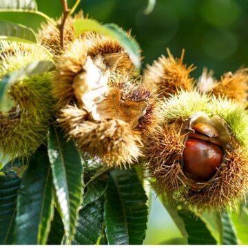 WHY CRETANS GO NUTS ABOUT CASTANEA SATIVA