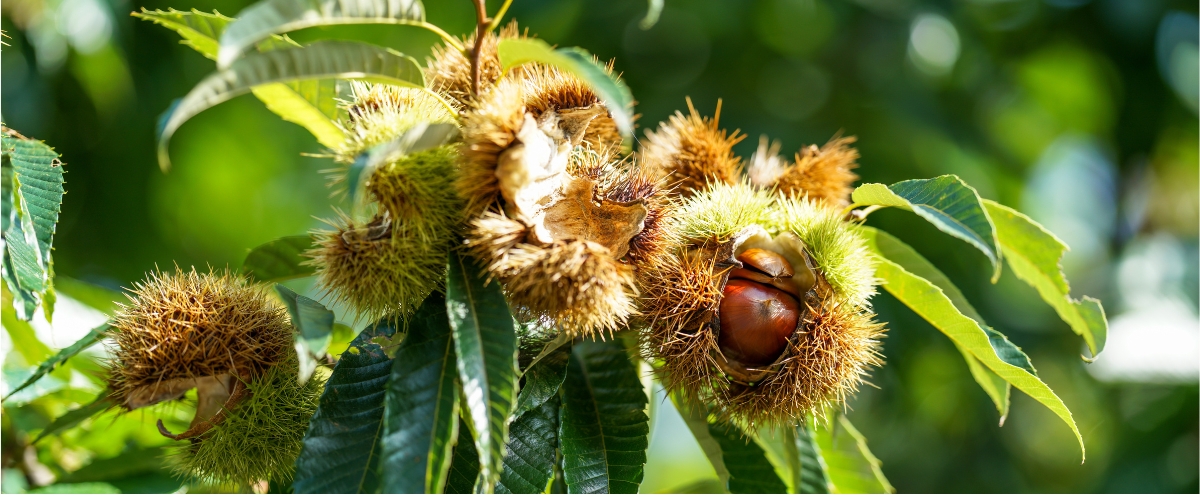 WHY CRETANS GO NUTS ABOUT CASTANEA SATIVA