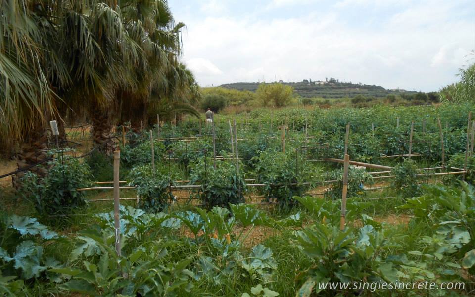 vegetable-garden-at-mistral-hotel-for-solo-travellers-crete-greece