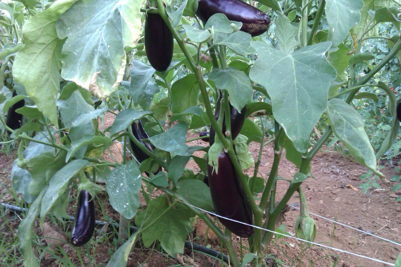 aubergines-growing-Mistral-hotel-garden-solo-travel-singles-holidays-crete-greece