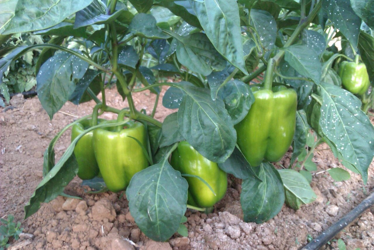 organic-pepper-vegetables-garden-mistral-hotel-solo-travel-single-holiday-crete-greece