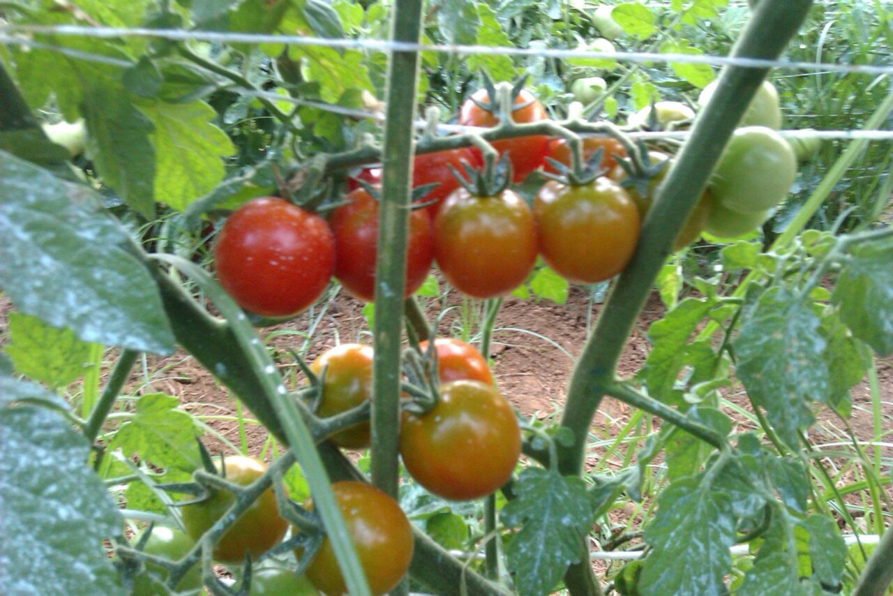 organic-tomatoes-vegetable-garden-at-the-mistral-hotel-for-solo-travel-crete-greece