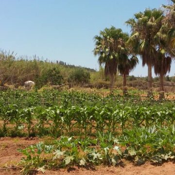 WHAT’S GOOD FOR THE GARDEN IS GOOD FOR THE KITCHEN