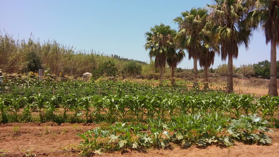 WHAT’S GOOD FOR THE GARDEN IS GOOD FOR THE KITCHEN