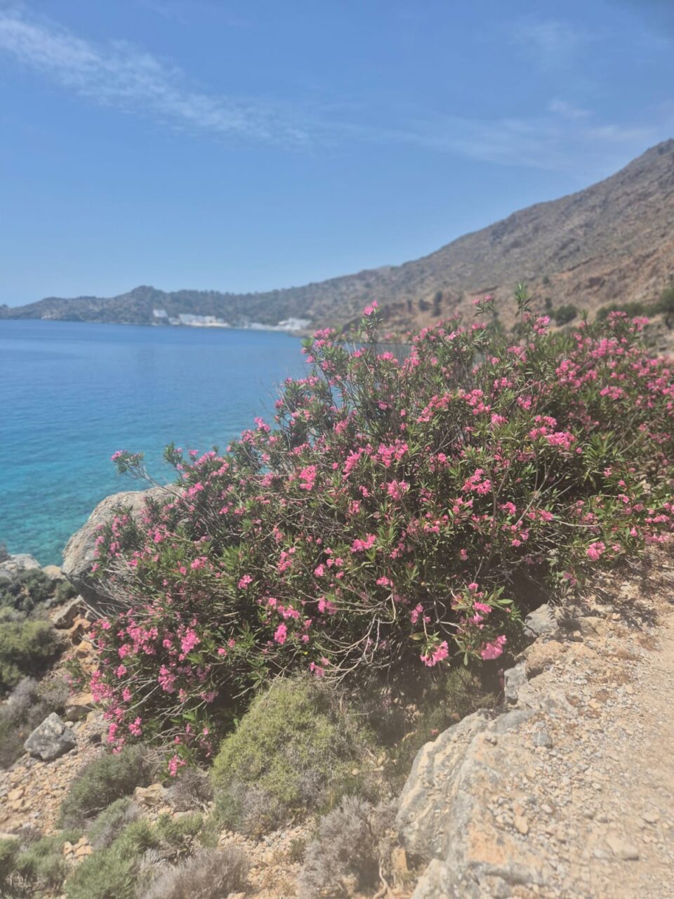 MISTRAL FLOWER SHOW – WHO NEEDS CHELSEA?
